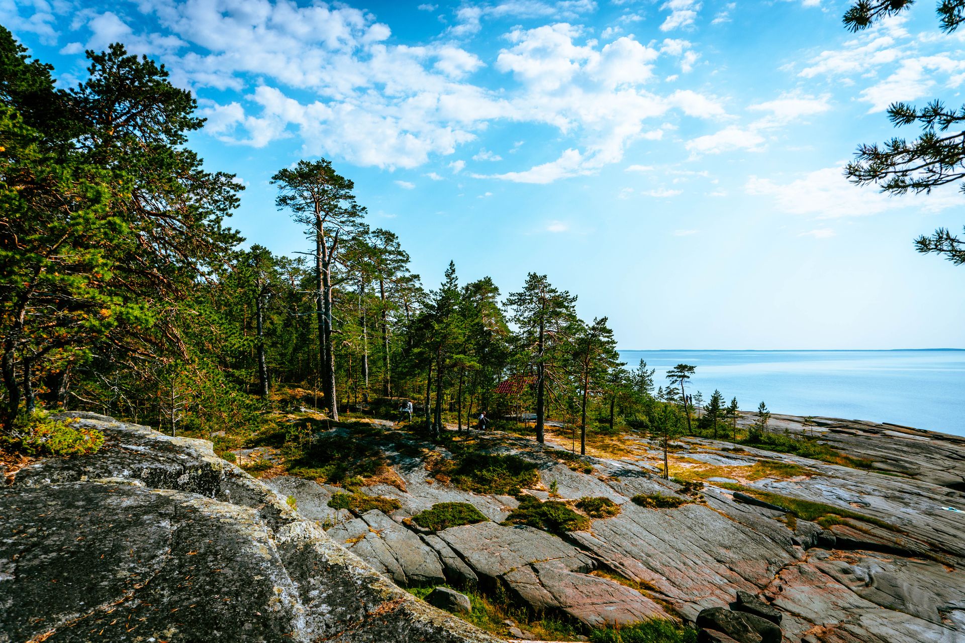Solig klippkust med tallar vid havet